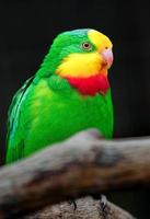 soberbo papagaio dentro jardim zoológico foto