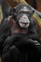 chimpanzé no zoológico foto