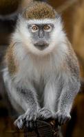 verde macaco dentro jardim zoológico foto