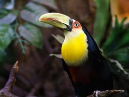 tucano de bico verde foto