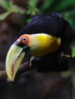 tucano de bico verde foto