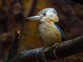 de asas azuis kookaburra dentro jardim zoológico foto