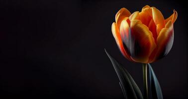 laranja tulipa flor dentro Preto fundo ai gerado foto