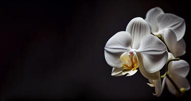 branco orquídea flor dentro Sombrio fundo ai gerado foto