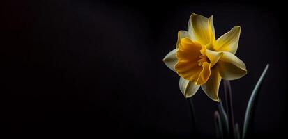 amarelo narciso flor dentro Preto fundo ai gerado foto