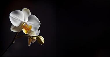 branco orquídea flor dentro Sombrio fundo ai gerado foto