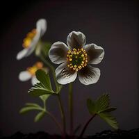 diphylleia cinza flor dentro Preto fundo ai gerado foto