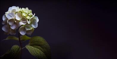 hortênsia flor dentro Preto fundo ai gerado foto