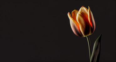 laranja tulipa flor dentro Preto fundo ai gerado foto