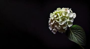 hortênsia flor dentro Preto fundo ai gerado foto