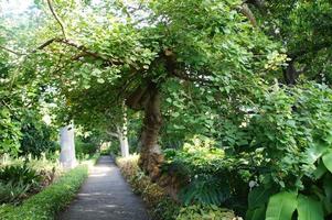 verde fundo com exótico plantas dentro a jardim foto