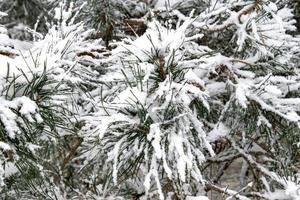 inverno galho do conífero árvore coberto com branco fresco neve em uma frio dia foto