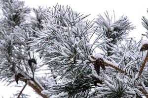 inverno galho do conífero árvore coberto com branco fresco neve em uma frio dia foto