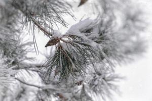 inverno galho do conífero árvore coberto com branco fresco neve em uma frio dia foto