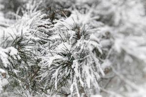 inverno galho do conífero árvore coberto com branco fresco neve em uma frio dia foto