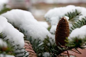 grande pinho cone em a árvore coberto com neve foto