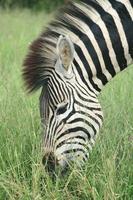 zebras estão africano equinos com distintivo Preto e branco listrado casacos lá estão três vivo espécies a molho de zebra e a montanha zebra zebras compartilhar a gênero equus com cavalos e burros foto