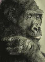 gorila Preto picher muito agradável foto
