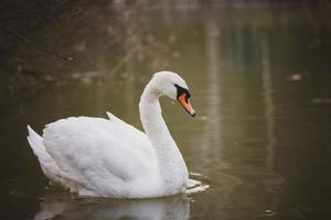 branco cisne dentro a selvagem. uma lindo cisne nada dentro a lago. foto