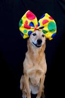 retrato do cachorro com uma grande polca ponto arco em dele cabeça foto