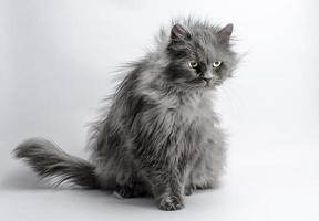 gato cinza desgrenhado foto