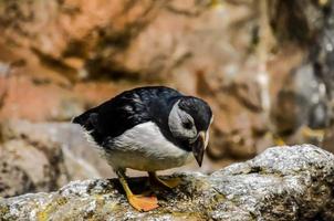 papagaio-do-mar pássaro às a jardim zoológico foto