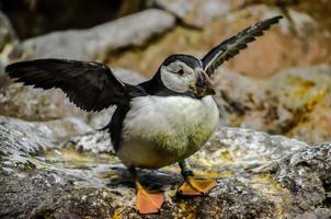 papagaio-do-mar pássaro às a jardim zoológico foto