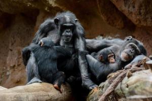 chimpanzés às a jardim zoológico foto