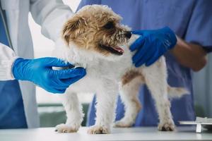 veterinario examinando cachorro e gato. cachorro e gatinho às veterinário doutor. animal clínica. animal Verifica acima e vacinação. saúde Cuidado. foto