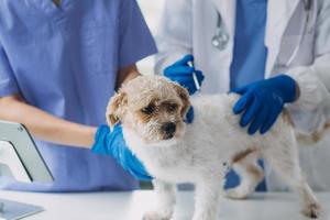 veterinario examinando cachorro e gato. cachorro e gatinho às veterinário doutor. animal clínica. animal Verifica acima e vacinação. saúde Cuidado. foto