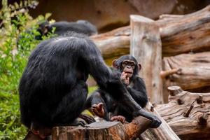 primatas às a jardim zoológico foto