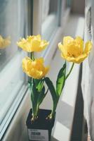 tulipas amarelas em um vaso de flores foto