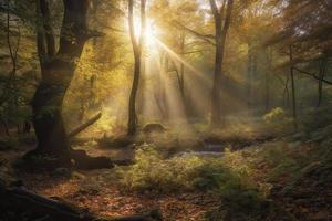 mágico floresta panorama com raio de Sol iluminação acima a dourado folhagem foto