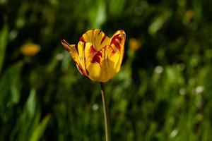 macro de tulipas amarelas em um fundo de grama verde foto