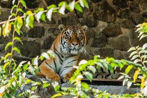 tigre descansando na sombra de perto foto