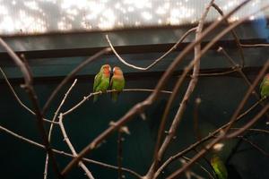 casal apaixonado, amigos íntimos, papagaios sentam-se em um galho fechado foto