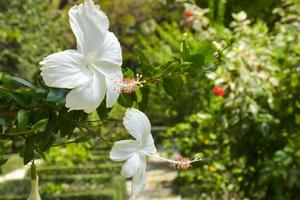 Sol luz e branco hibisco flores flor dentro a Bangkok jardim foto