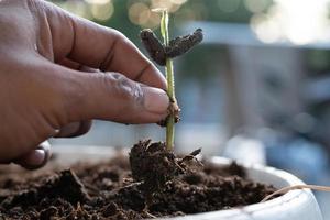 fechar-se do uma do homem mão segurando uma crescendo cacau plantar semente com raízes. conceito do natureza, ambiente, e natural meio Ambiente preservação. foto