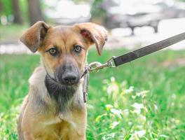 cachorro em um parque em uma coleira foto