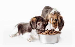 dois cachorros comendo comida foto