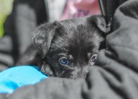 cachorro escondido atrás do braço da pessoa foto