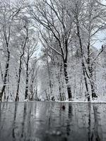 Magia frio gelado floresta dentro Ucrânia foto