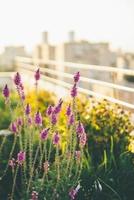 flores violetas na varanda foto