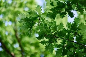 verde fresco folhas em carvalho galhos fechar-se contra a céu dentro luz solar foto