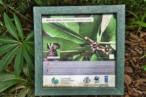 mahe seychelles 23.03.2023 copolia trilha,bois de natte placa quadro, a ameaçado especiarias do plantar, mahe seychelles foto