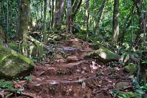 manhã blanc natureza trilha, feito pelo homem pé passos com madeira e pedras mahe seychelles. foto