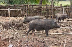 selvagem javali família em rural Fazenda foto