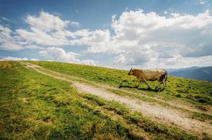 vaca andando nas montanhas foto