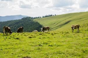 vacas na montanha foto