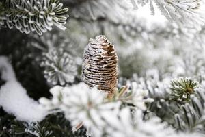 grande pinho cone em a árvore coberto com neve foto